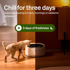 Comedero automático para gatos con cuenco