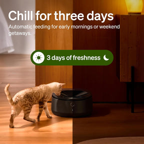 Comedero automático para gatos con cuenco